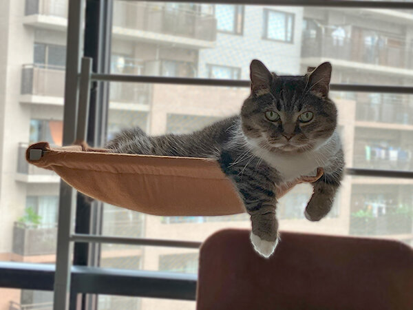 猫ペットシッター