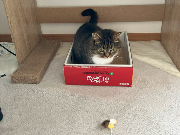 猫ペットシッター
