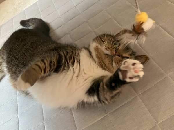 猫ペットシッター