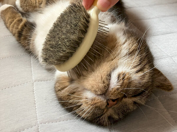 猫ペットシッター