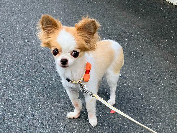 小型犬チワワペットシッター