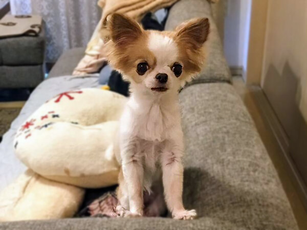 小型犬チワワペットシッター