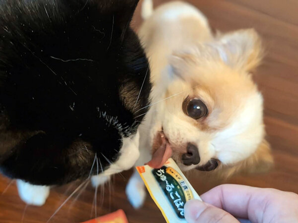 小型犬チワワペットシッター
