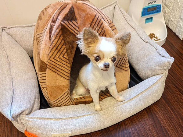 小型犬チワワペットシッター