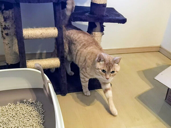 茶トラ猫ペットシッター