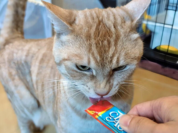 茶トラ猫ペットシッター
