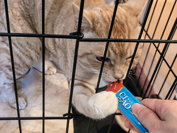 茶トラ猫ペットシッター