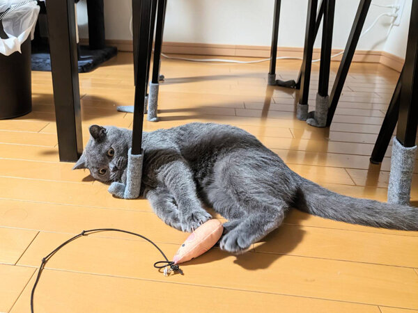 猫ペットシッター