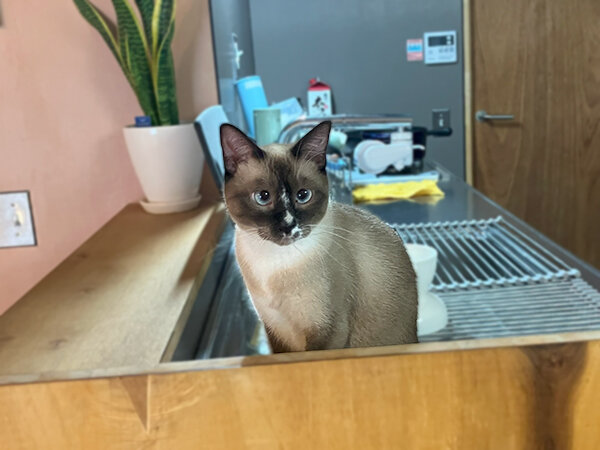 猫ペットシッター