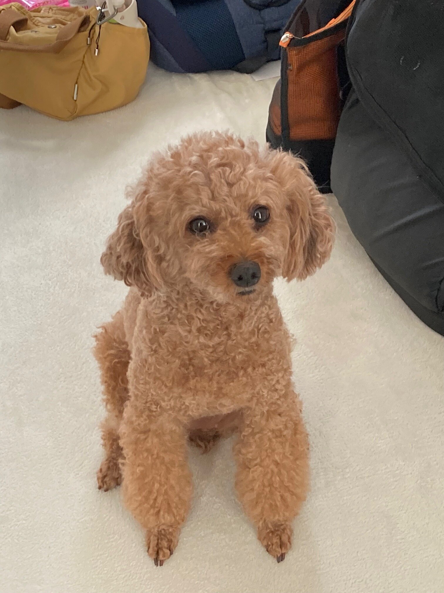 トイプードルのテンちゃんのお世話🐩😁🤚 | Play Bow／日本ペット
