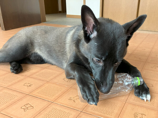 中型MIX犬ペットホテル