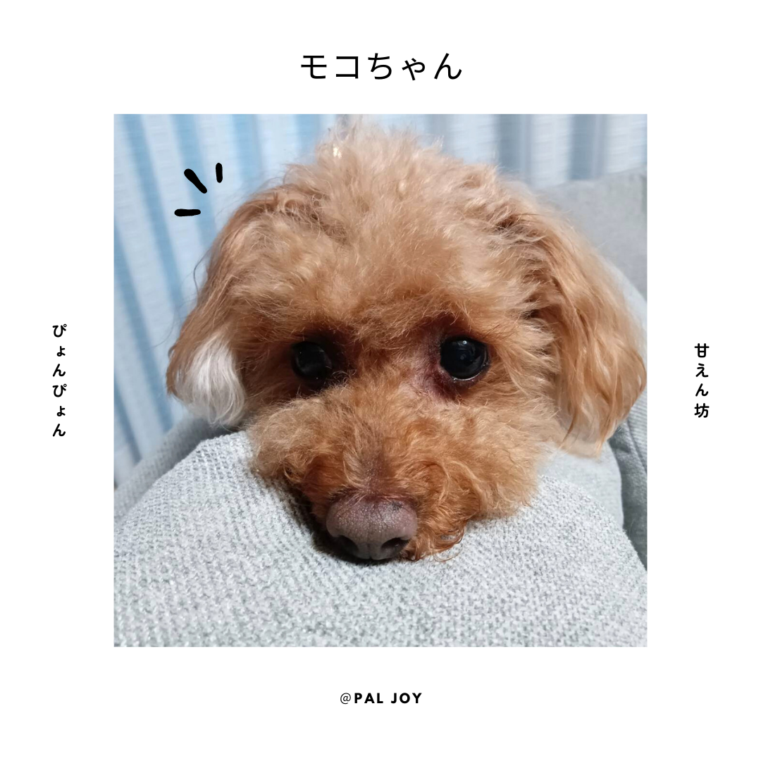 ミニミニトイプーちゃん達✨ご確認用 身体測定】1歳0ヶ月 ダップーのサイズ計測！トイプードル×ミニチュア