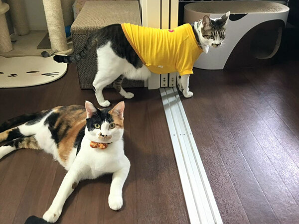 猫ペットシッター