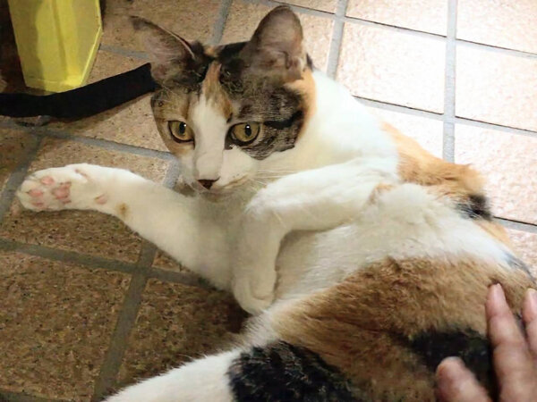 猫ペットシッター