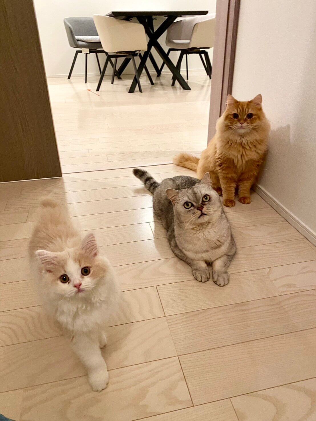 美形すぎる猫ちゃんトリオ😸(渋谷区) | Petta／日本ペット