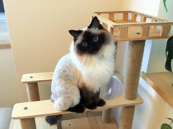 猫ラグドールペットシッター
