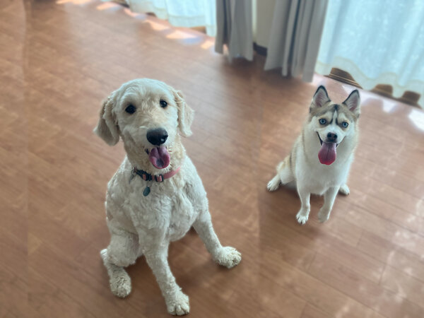 大型犬ゴールデンドゥードルペットホテル