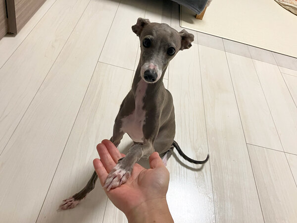 犬イタリアングレーハウンドペットシッター