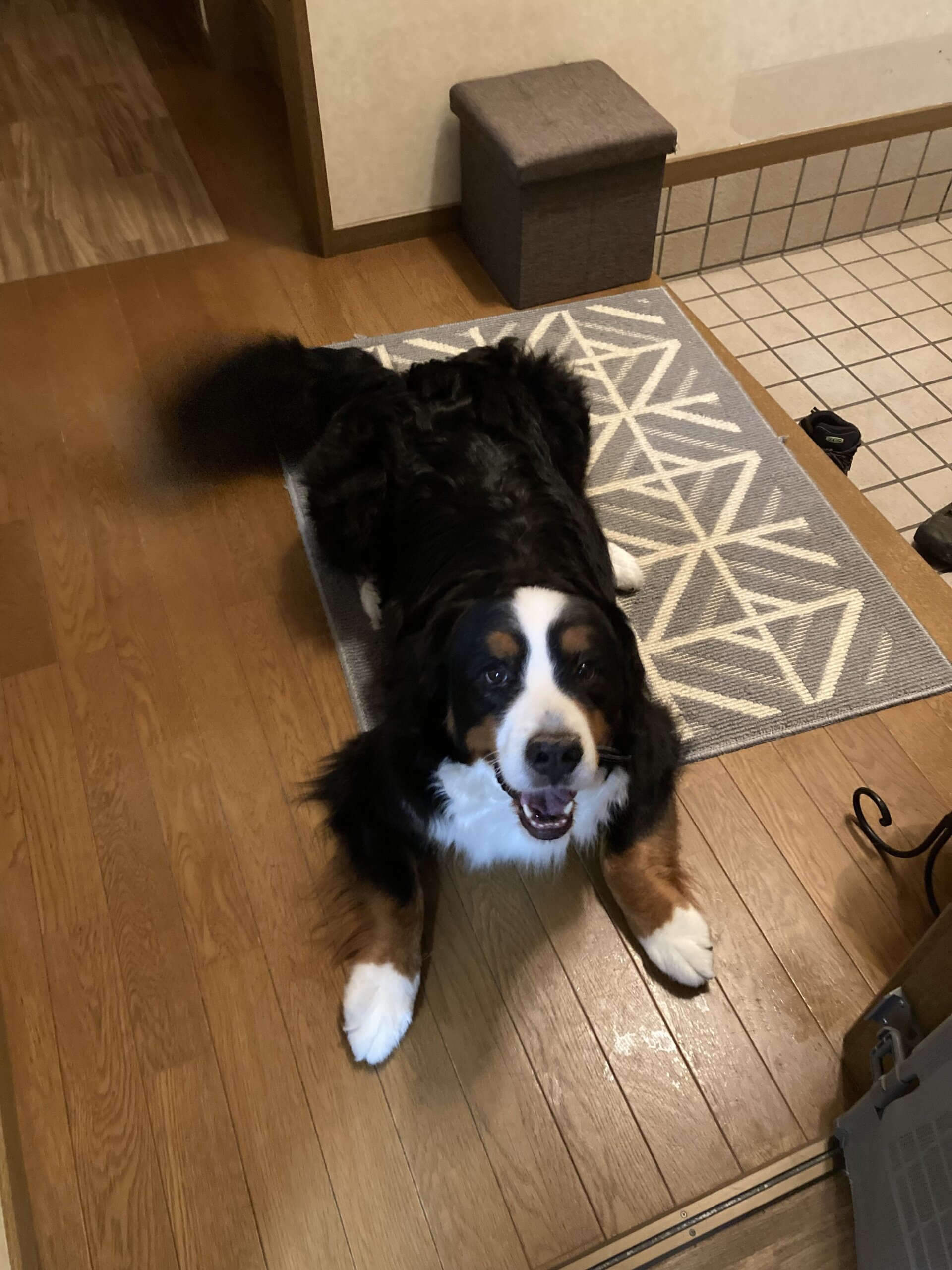 ﾊﾞｰﾆｰｽﾞﾏｳﾝﾃﾝﾄﾞｯｸﾞのるいちゃんとﾉﾙｳｪｰｼﾞｬﾝﾌｫﾚｽﾄｷｬｯﾄのこてつちゃんの