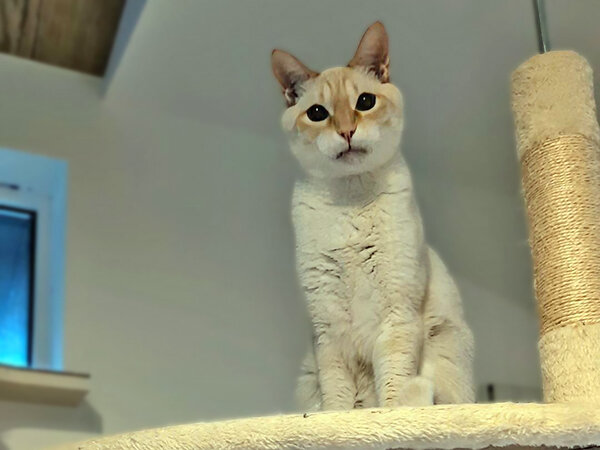 猫ペットシッター