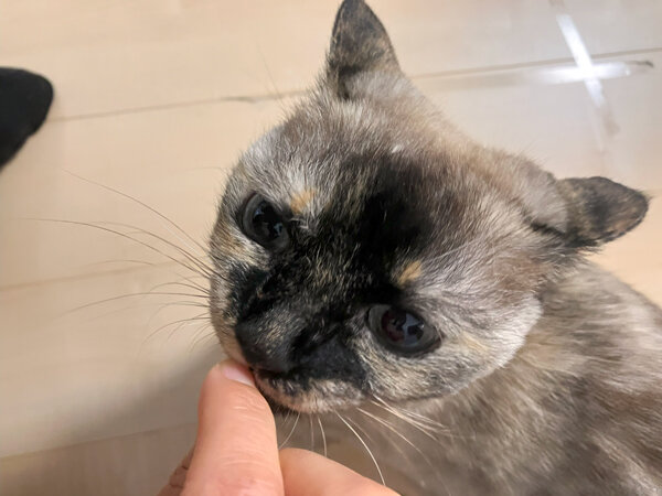 猫ペットシッター