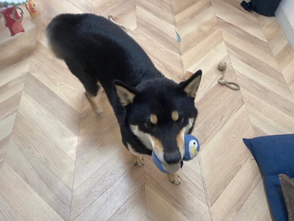 中型犬柴ペットシッター