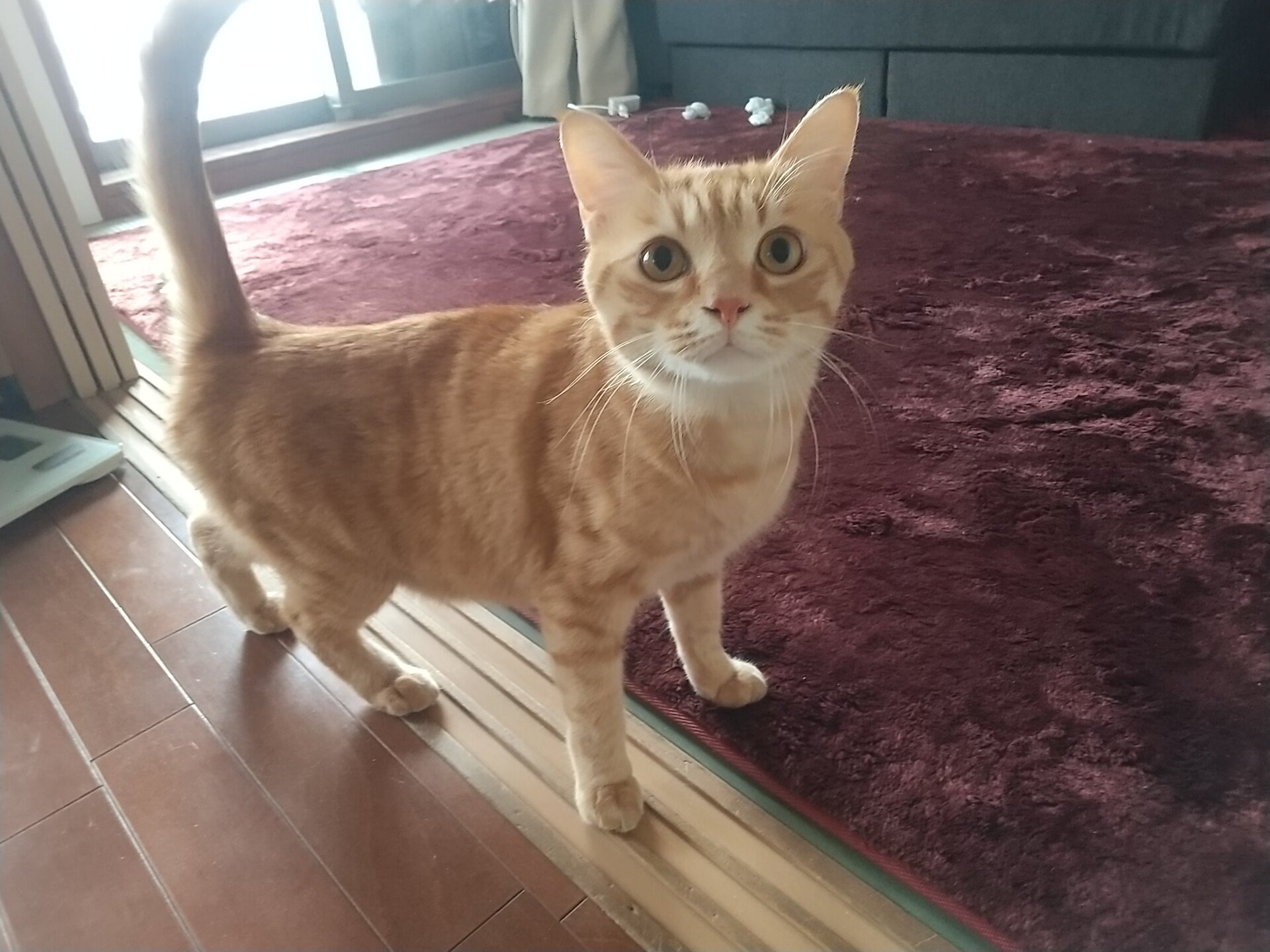 お茶 メッセージ 静岡 ティーバッグ 猫 かわいい : つかさえん