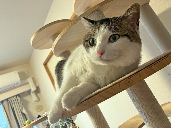 猫ペットシッター