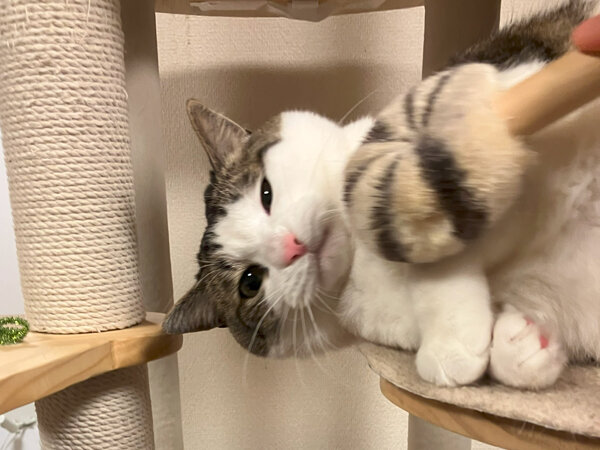 猫ペットシッター