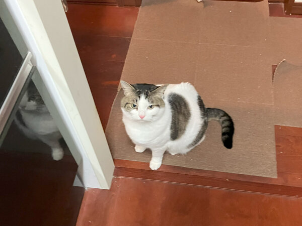 猫ペットシッター