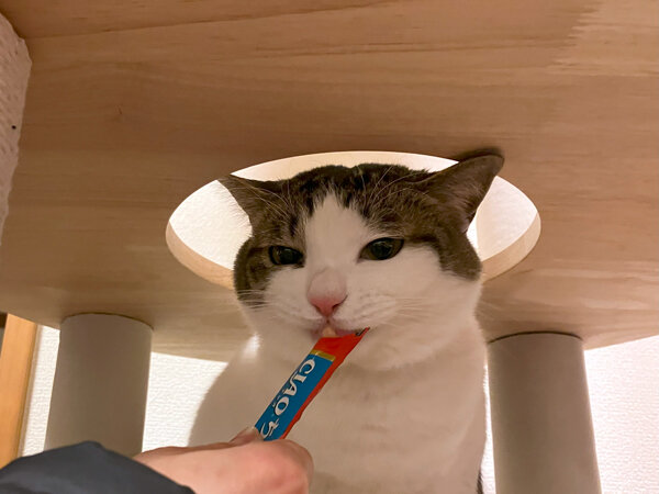 猫ペットシッター