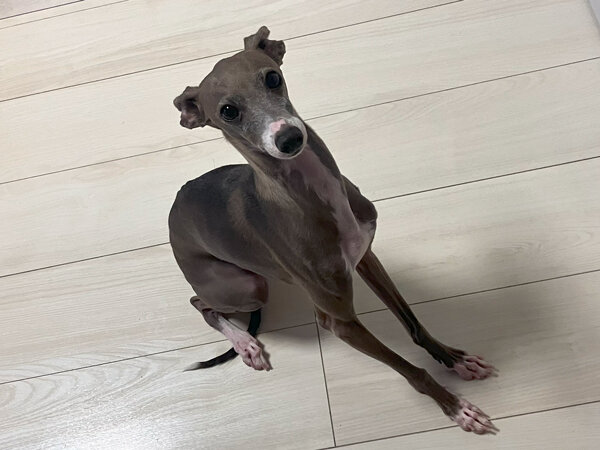 小型犬イタリアングレーハウンドペットシッター