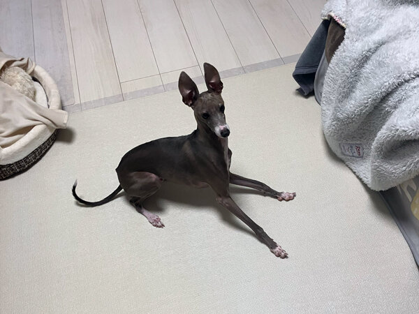 小型犬イタリアングレーハウンドペットシッター