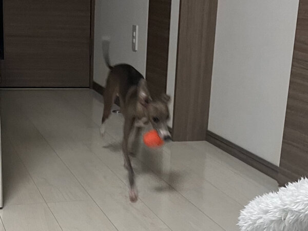 小型犬イタリアングレーハウンドペットシッター