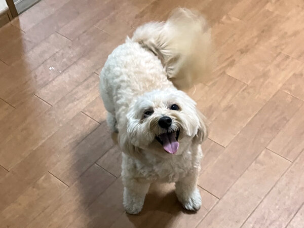 小型犬マルチーズ×トイプードルペットホテル