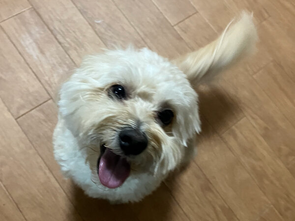 小型犬マルチーズ×トイプードルペットホテル