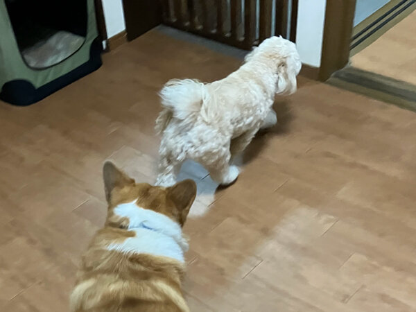 小型犬マルチーズ×トイプードルペットホテル