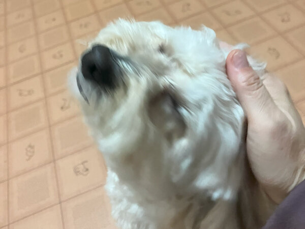 小型犬マルチーズ×トイプードルペットホテル
