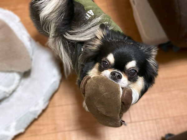 小型犬チワワペットホテル