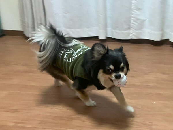 小型犬チワワペットホテル