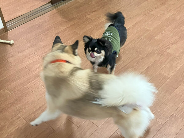小型犬チワワペットホテル