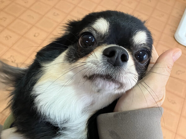 小型犬チワワペットホテル