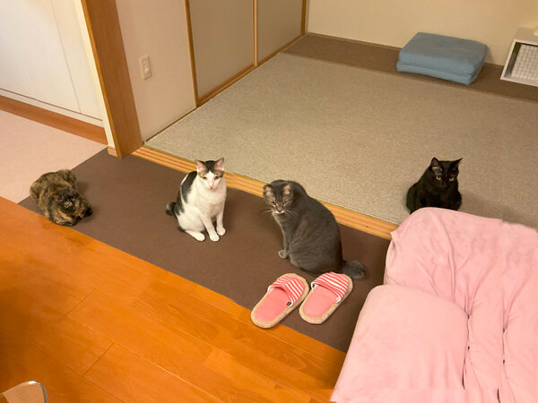 猫多頭ペットシッター