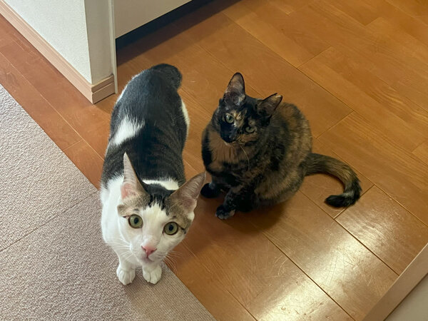 猫多頭ペットシッター