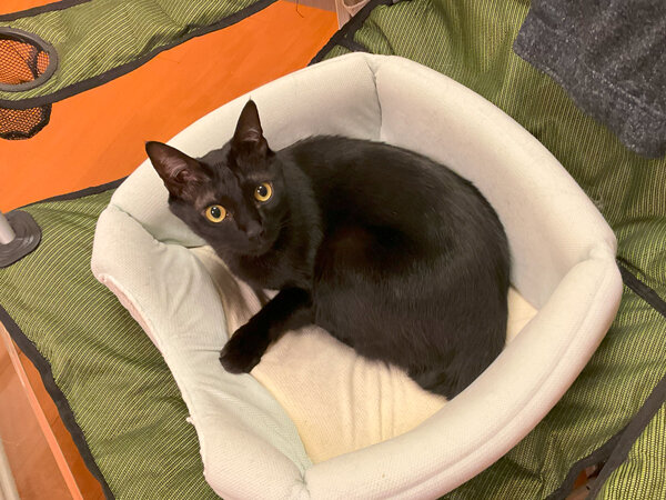 猫多頭ペットシッター