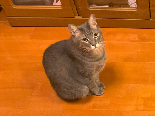 猫多頭ペットシッター