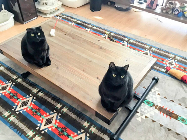 黒猫ペットシッター