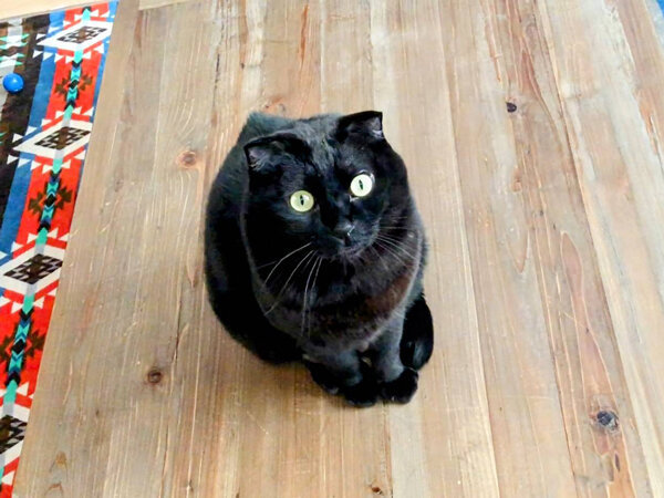 黒猫ペットシッター