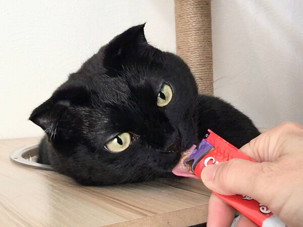 黒猫ペットシッター