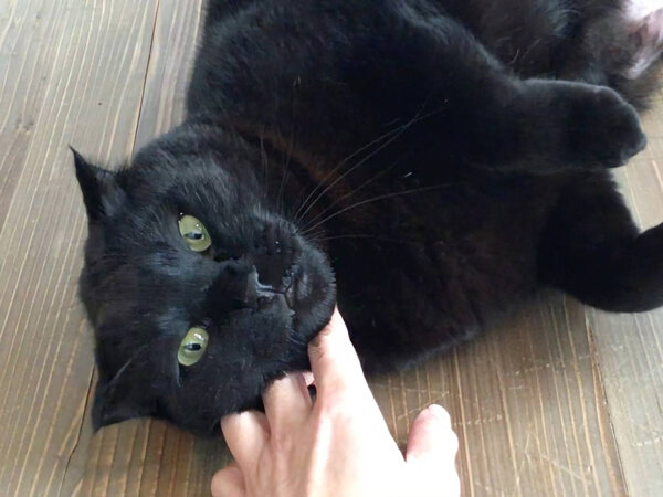 黒猫ペットシッター